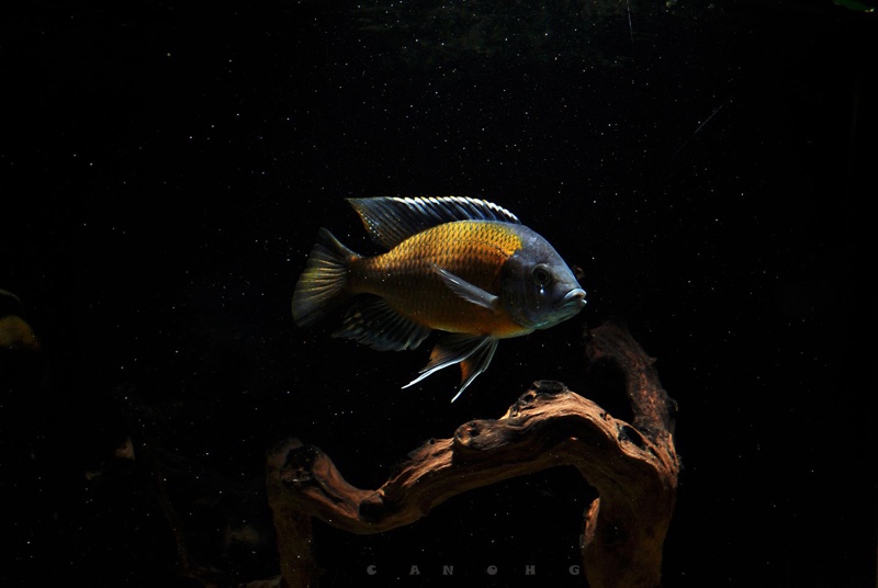 Copadichromis borleyi 'Kadango'